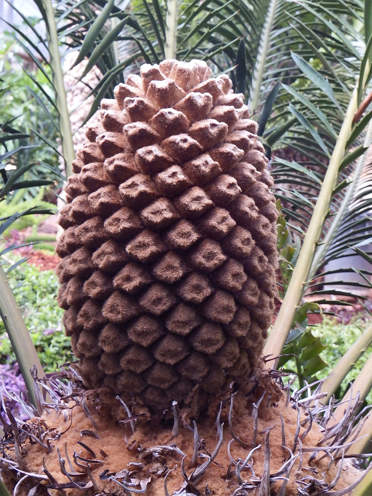 Female Cone Image