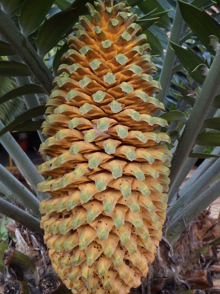 Male Cone Image