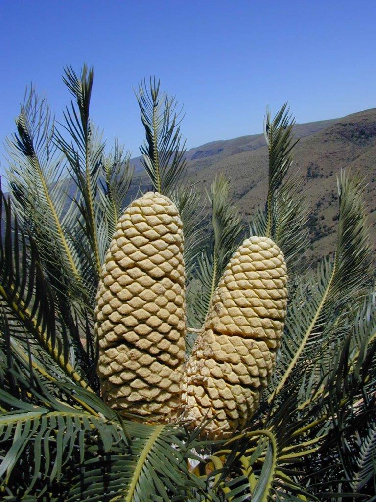Male Cone Image