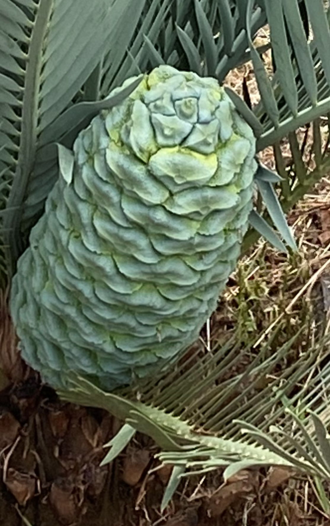 Female Cone Image