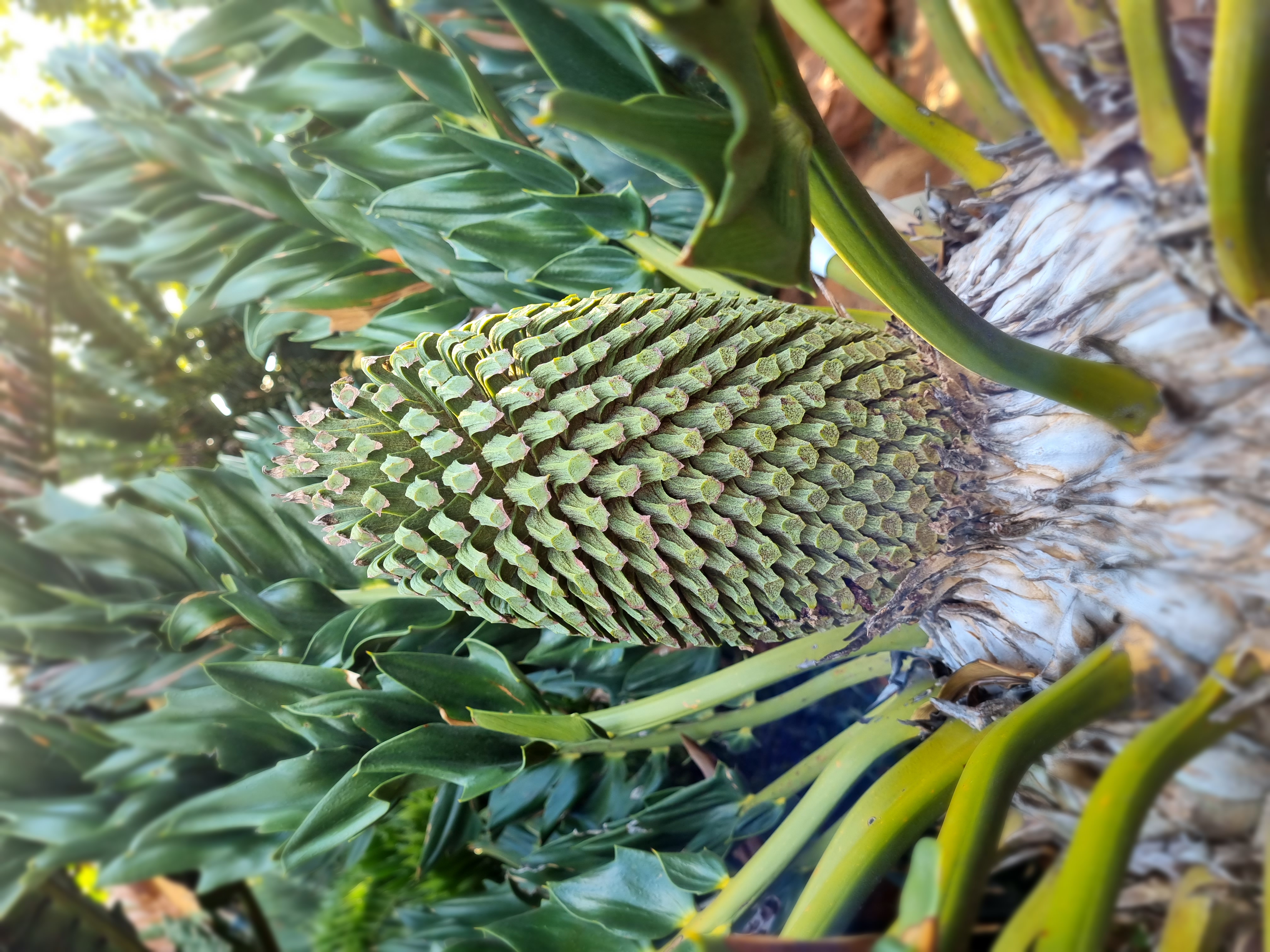 Male Cone Image