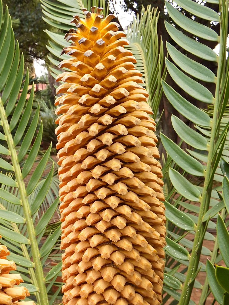 Male Cone Image