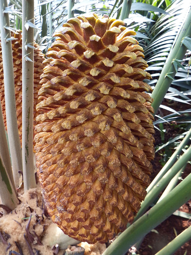 Male Cone Image