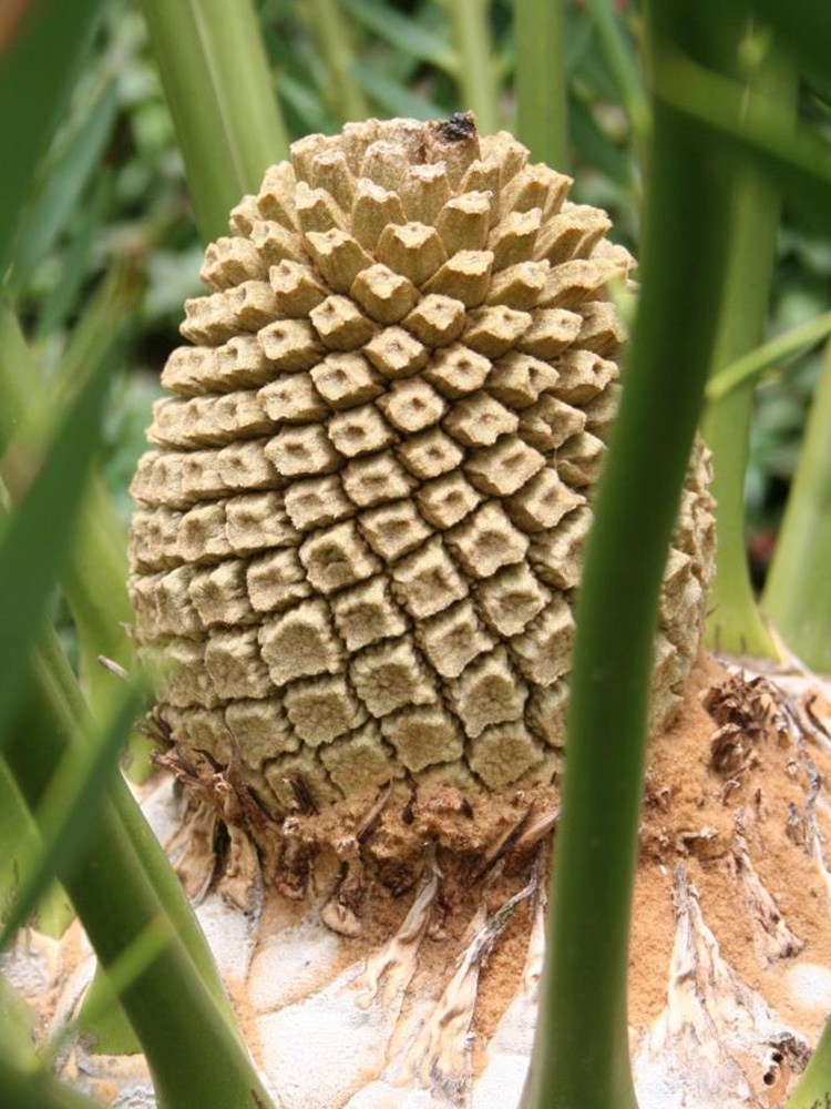 Male Cone Image