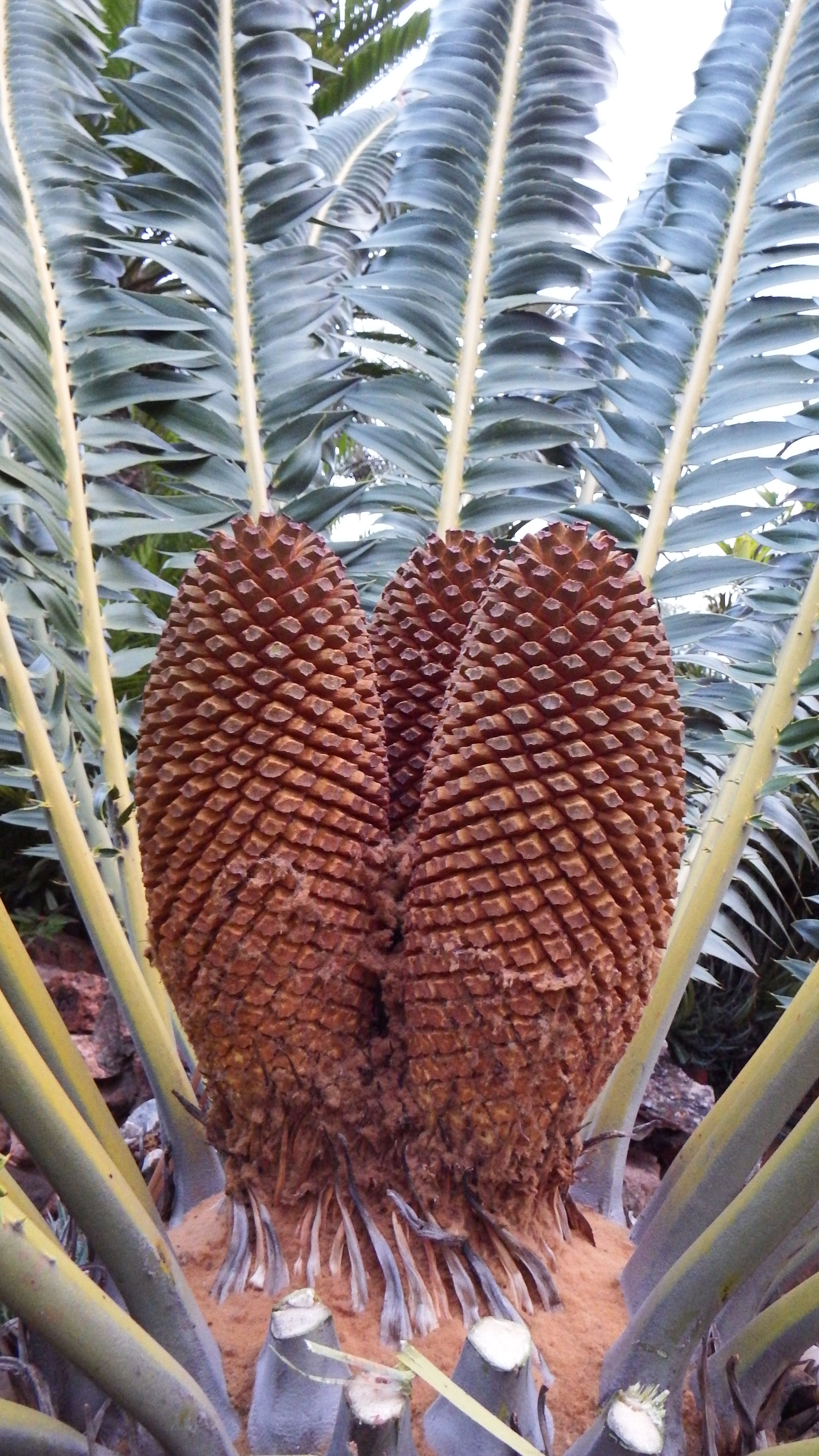 Male Cone Image