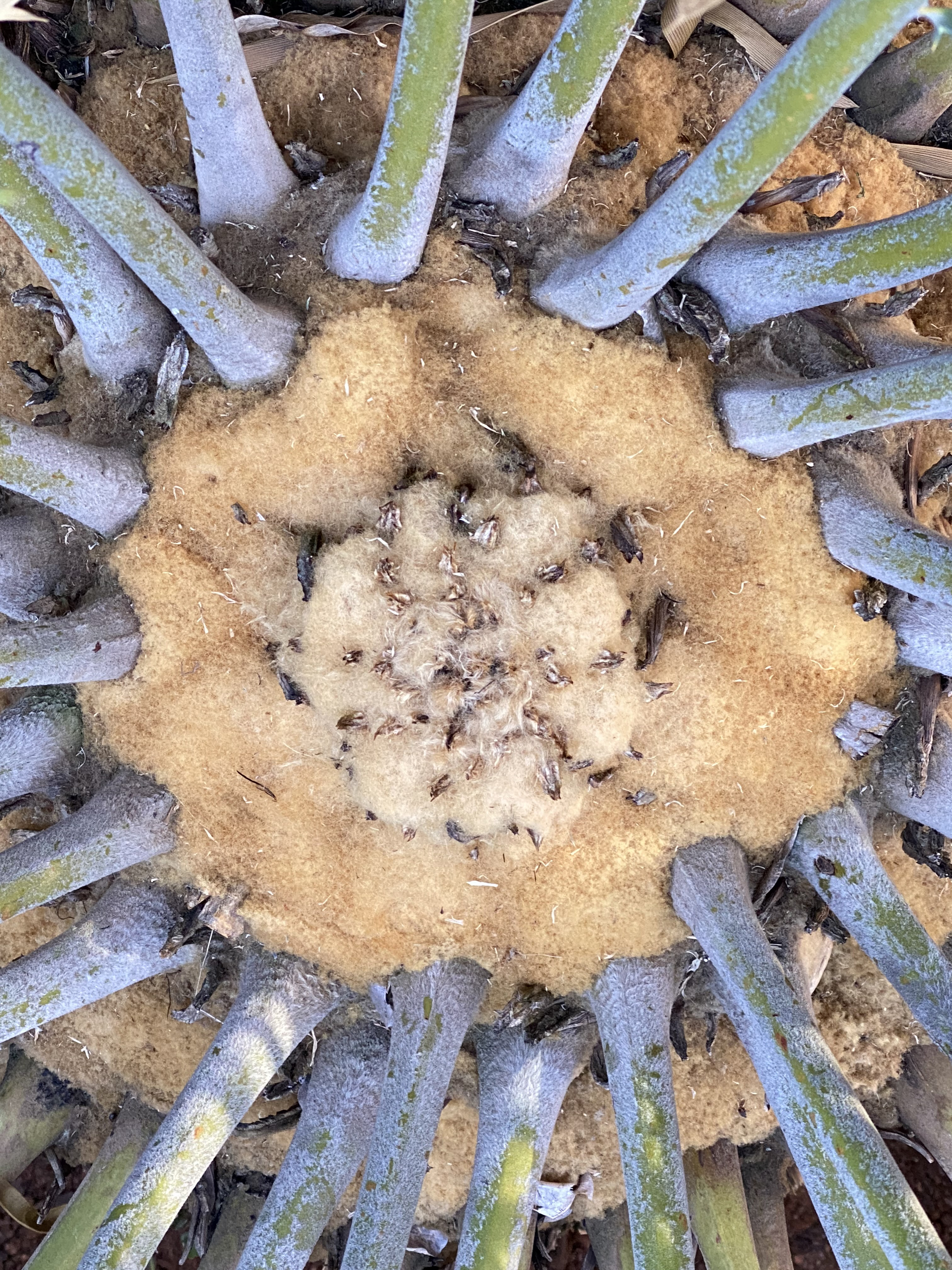 Crown is covered with dense golden-brown wool. Image