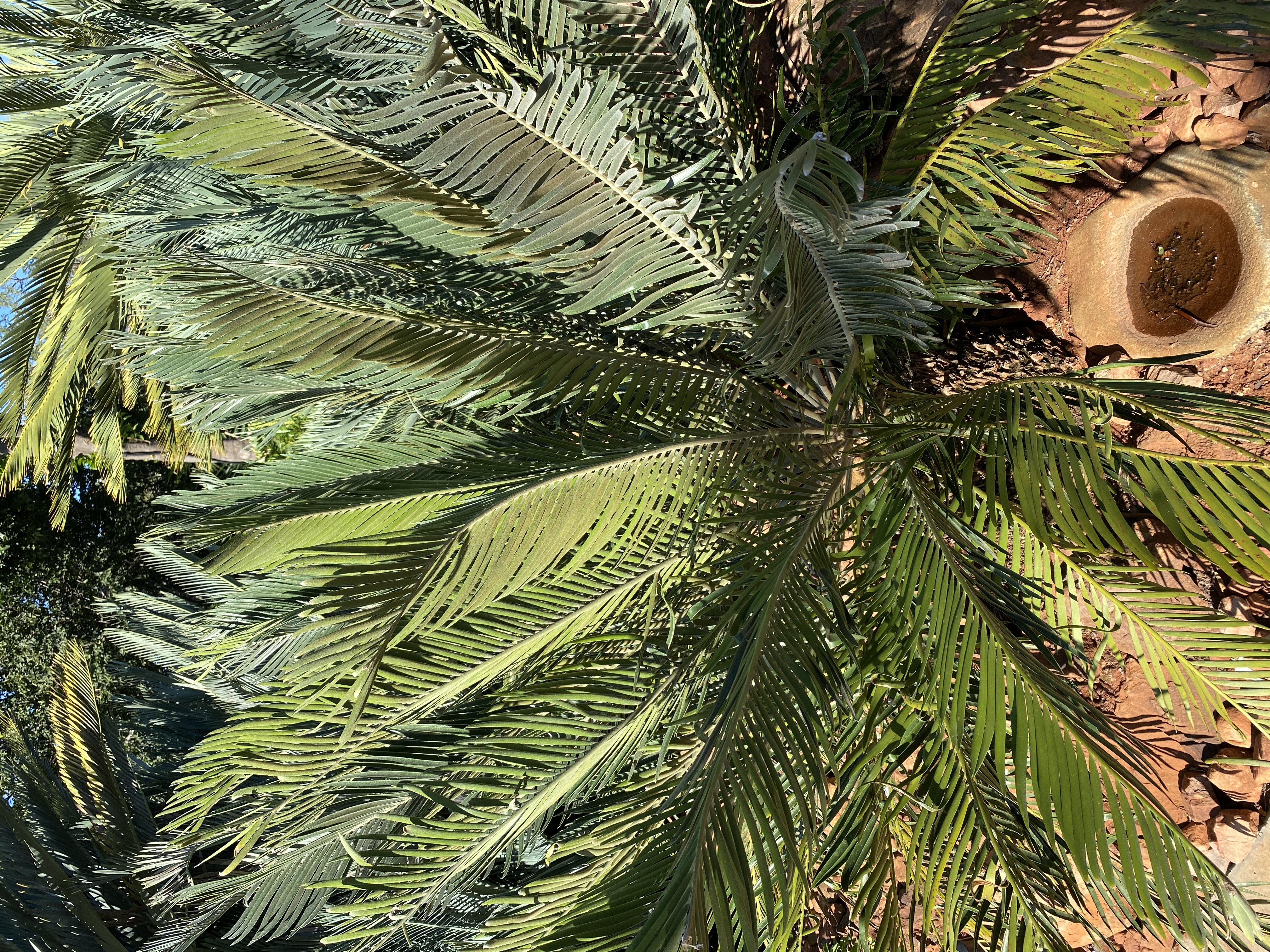 Leaves in a dense spreading crown. Image