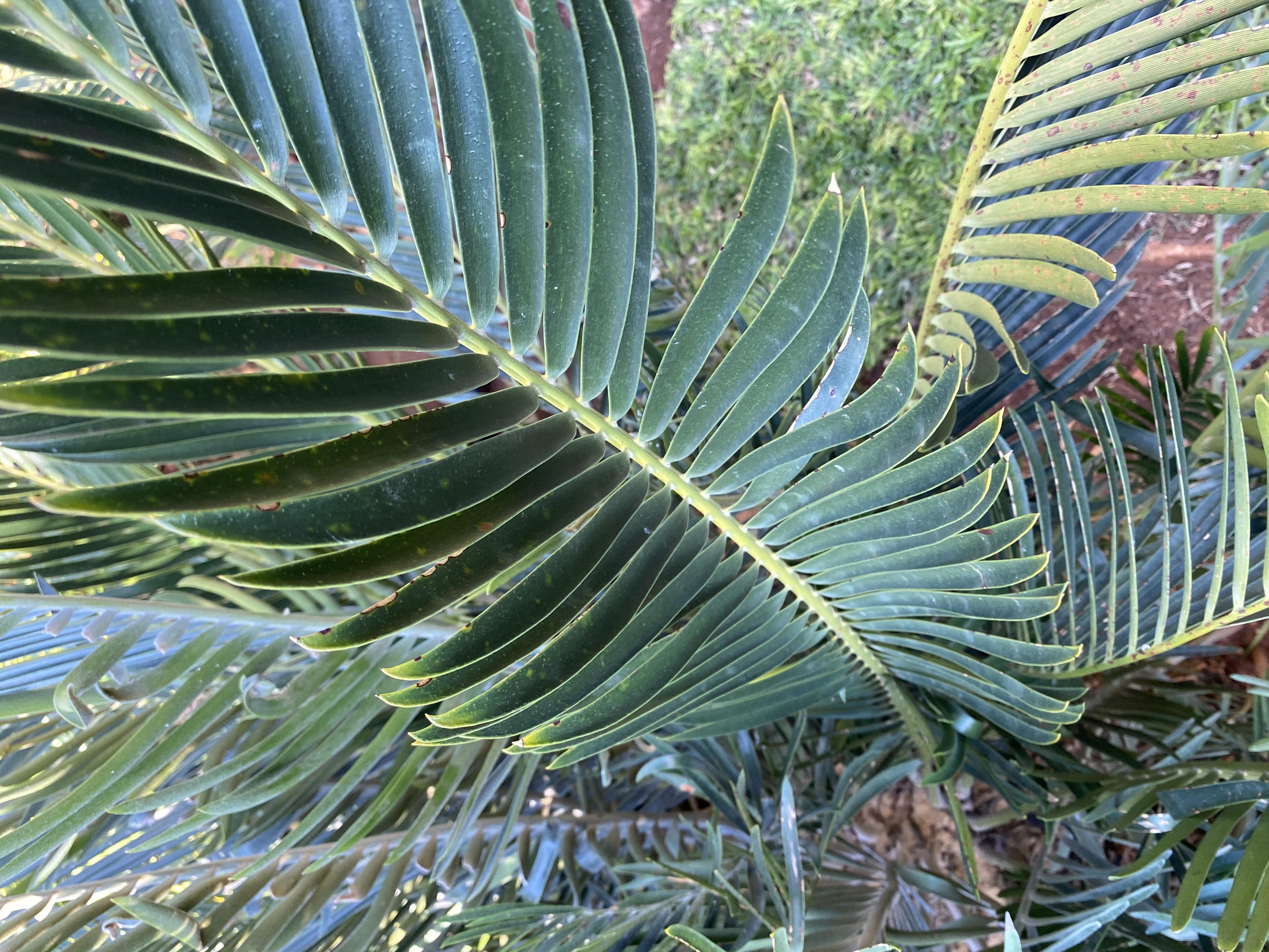 Leaves later become glabrous with a dark green colour. Image