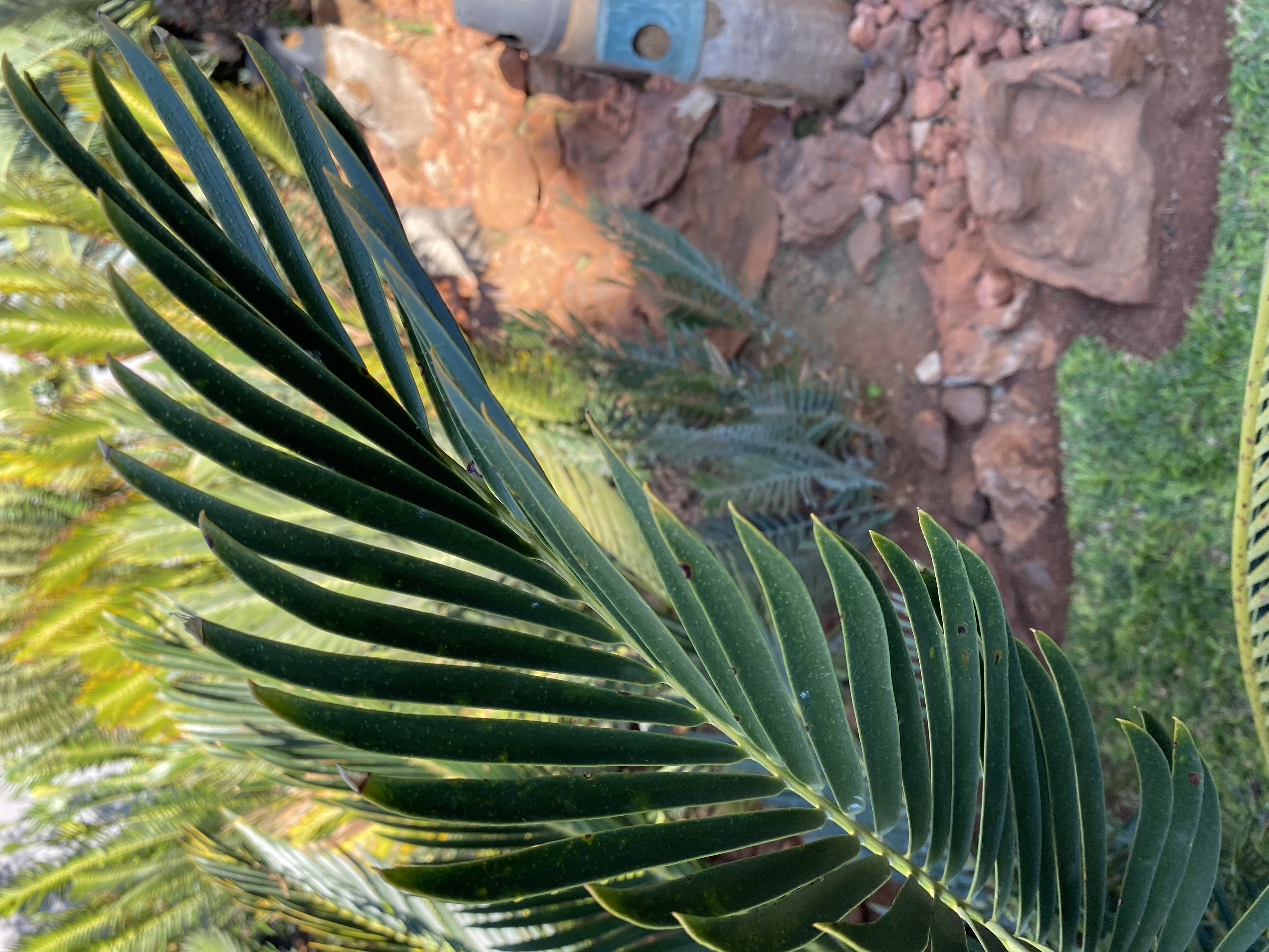 Pinnae/leaflets are inflexed directed towards the leaf apex. Image