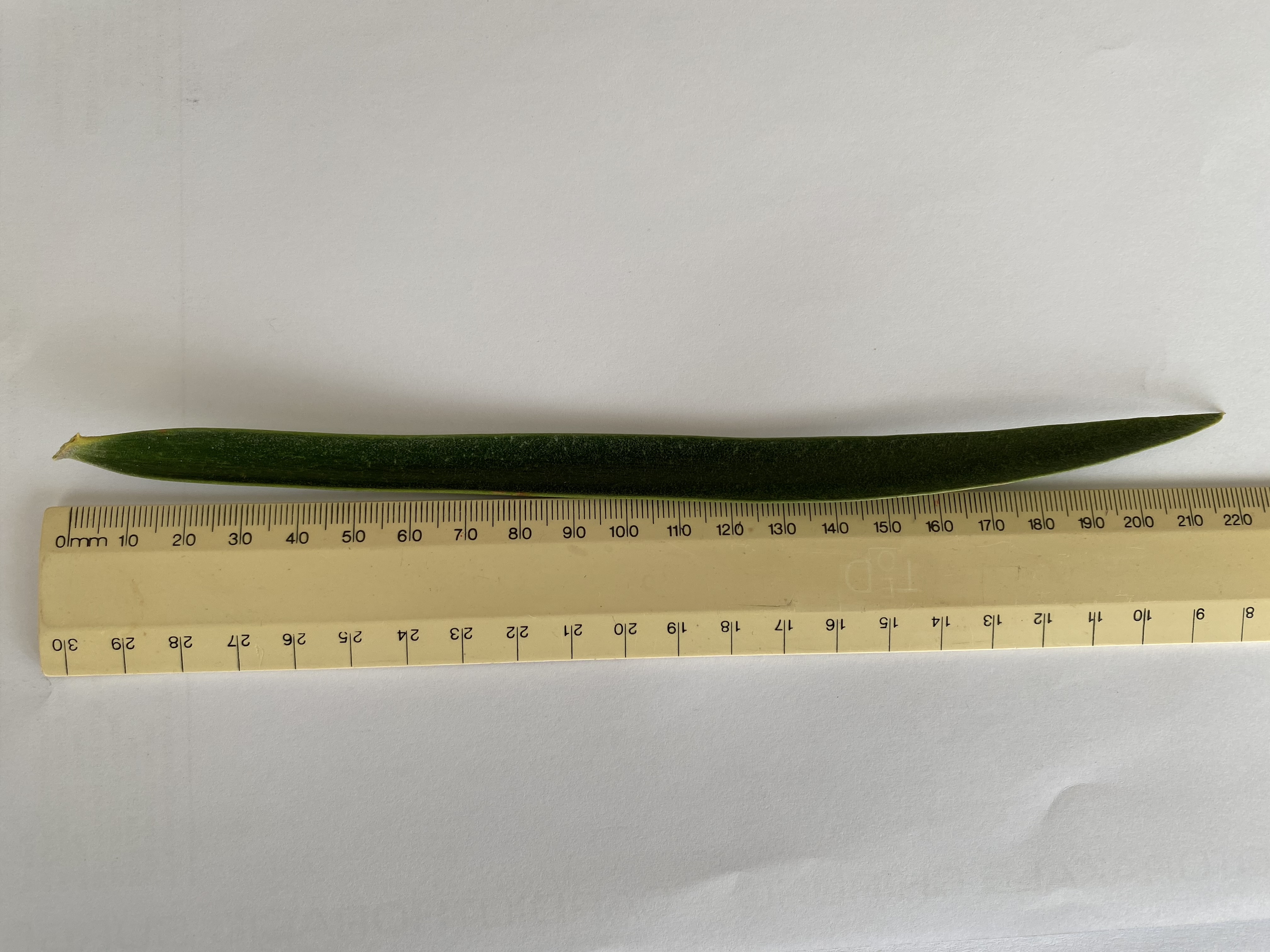 Leaflets are thin, long with a length of up to 23 to 29cm. Image