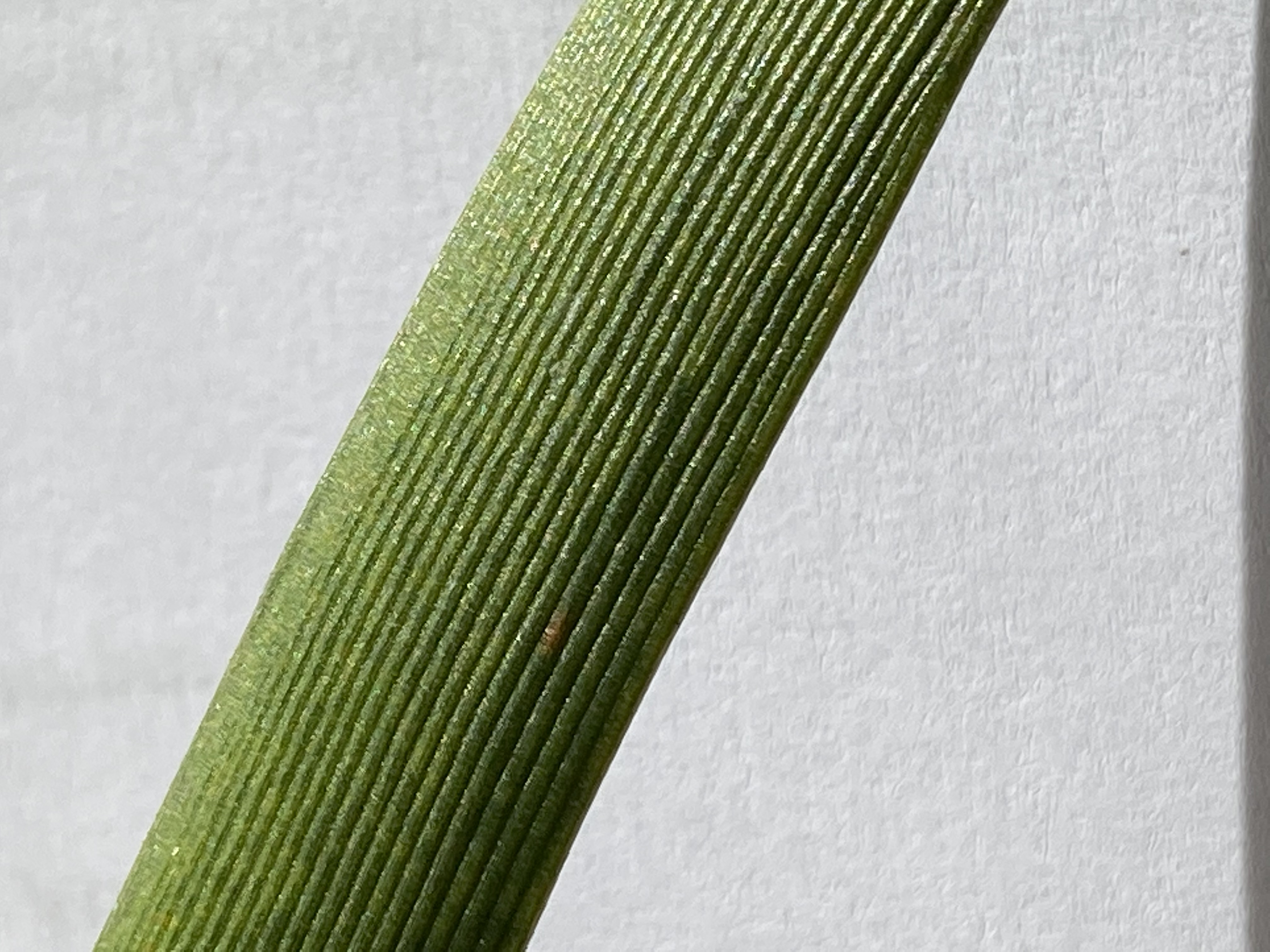 Lower part of the leaflets have prominent veins with a light green colour. Image