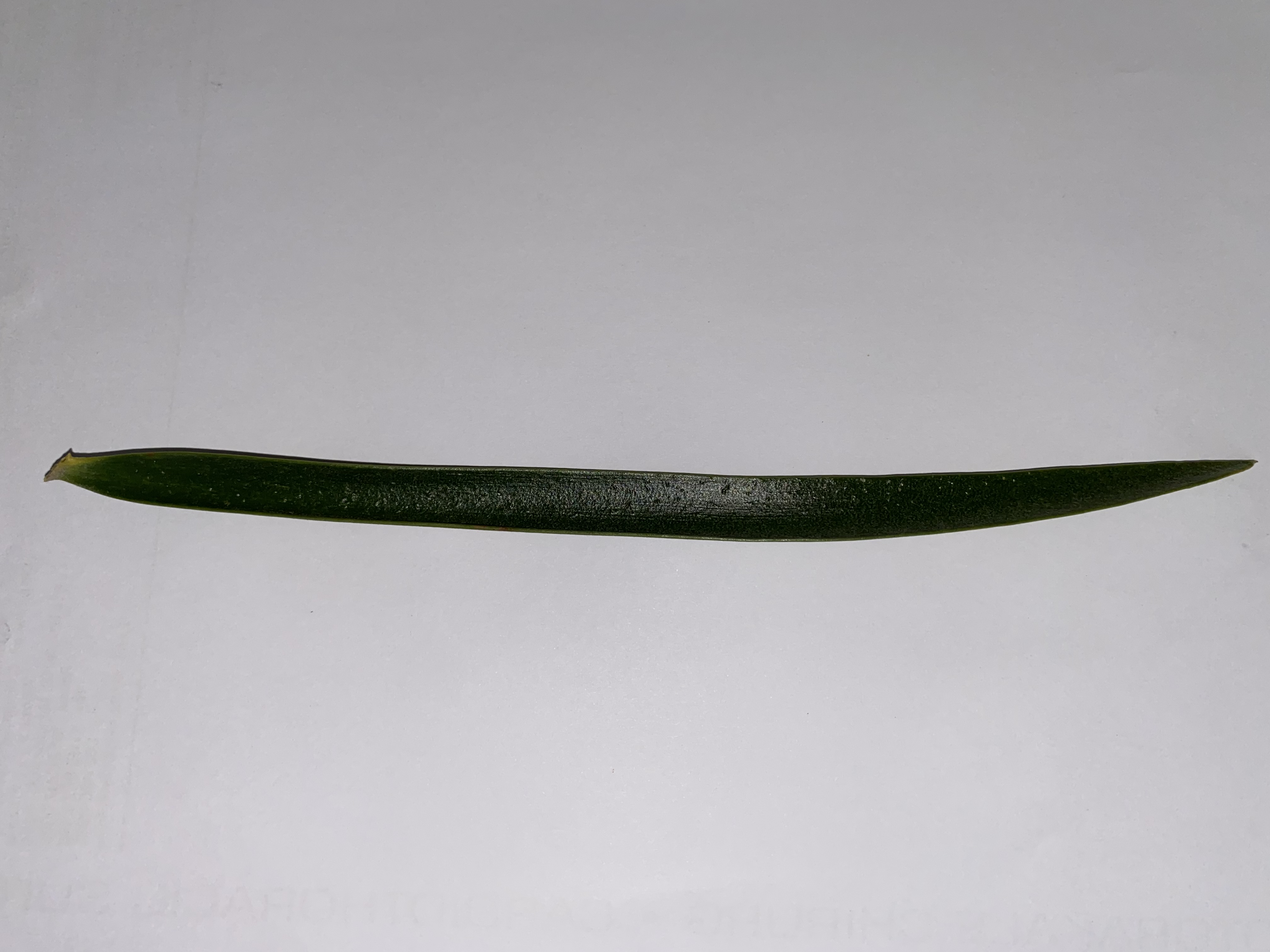 Leaflets can be long elongated ,straight and in some instances slightly S-shaped. Image